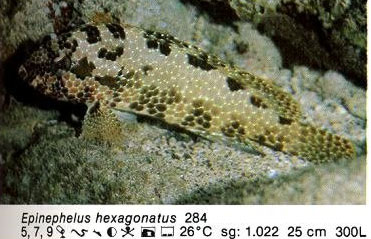 Epinephelus hexagonatus